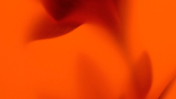 Celebration Concerts: Josquin Desprez